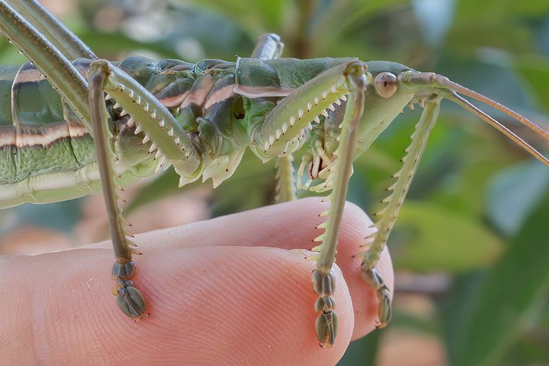 Tettigoniidae - Saga pedo